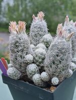 Kakteen, winterhart!!! Escobaria sneedii v. leeii, (Gruppe)
