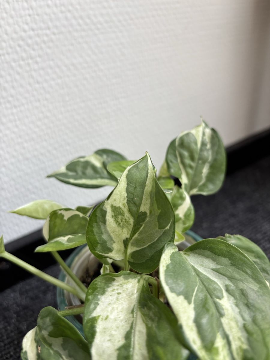 Piante & sementi: Epipremnum aureum 'Pearls and Jade' – Usato da Alpnach Dorf venduto da lisa_plants 1