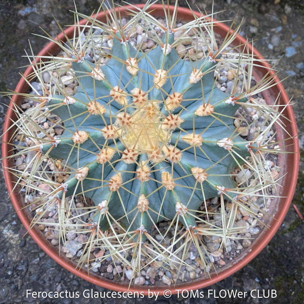 Piante & sementi: Ferocactus Glaucescens - "Blue Barrel Cactus" - einzigartig – Nuovo e nell'imballaggio originale da Adliswil venduto da astom369 6