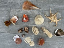Muscheln / Korallen