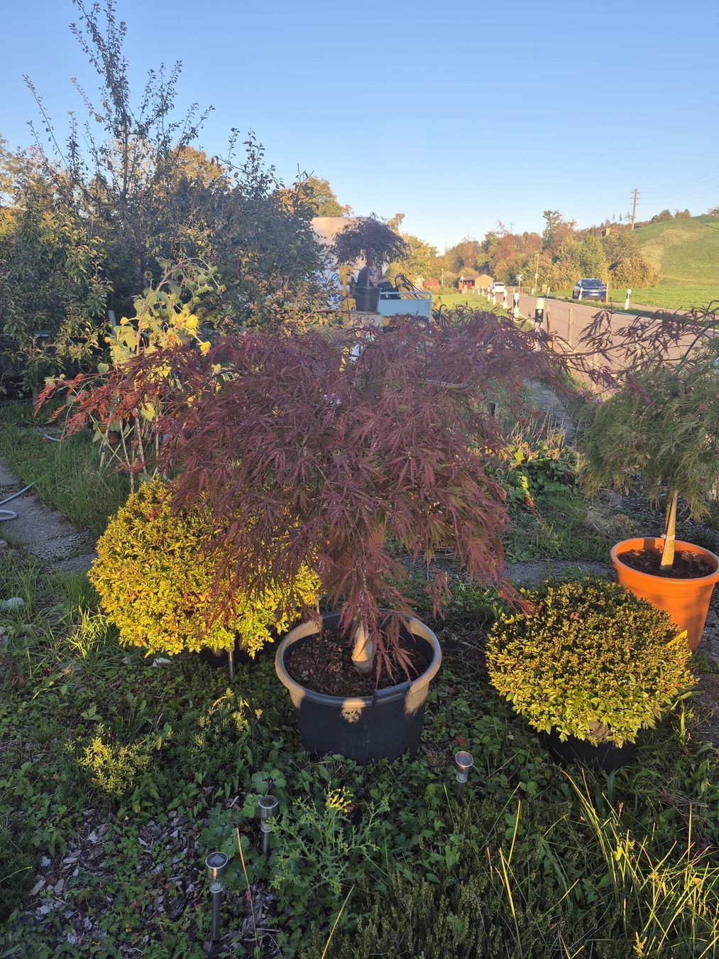 Plantes & graines: Fächerahorn Inaba shidare – D'occasion à Jona par Lars0000 2