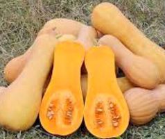 30 Samen Kürbis “BUTTERNUT” 30 Graines Potiron BUTTERNUT