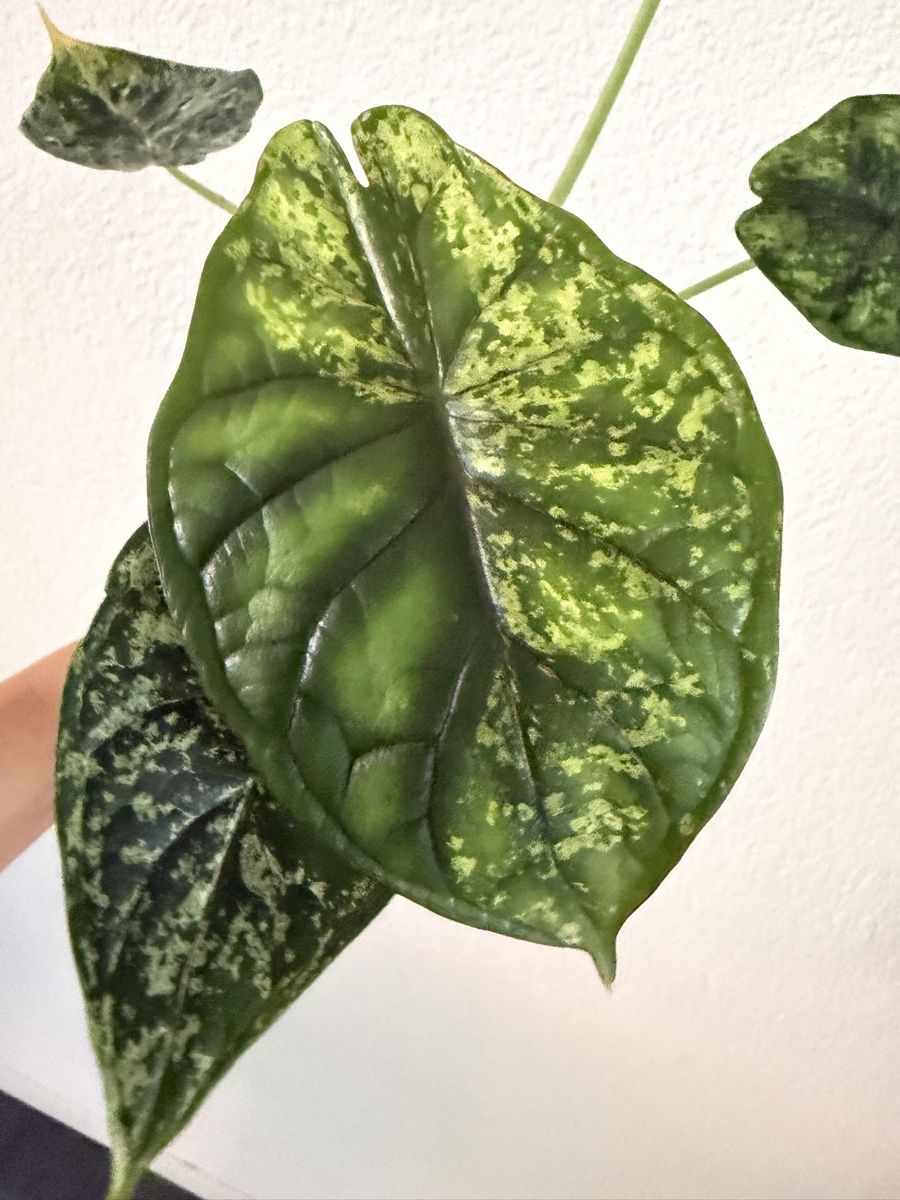 Piante & sementi: Alocasia Dragon Scale Mint im SB-Topf – Usato da Ostermundigen venduto da summy73 2