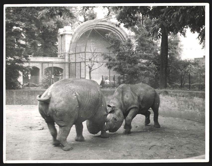 Fotografie & Manifesti: Fotografie Nashörner Peter und Katherin – Usato da Berlin venduto da bartko-reher