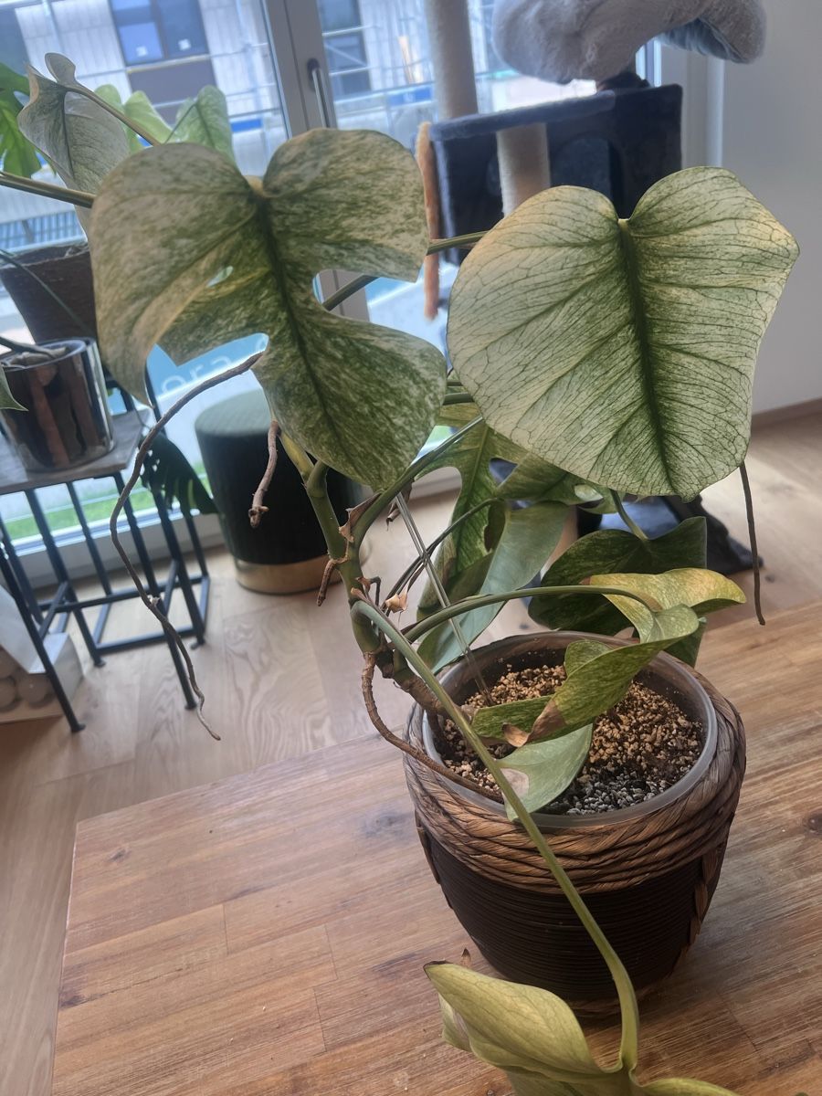 Piante & sementi: Monstera Jungle Mint – Usato da Meilen venduto da THE_SWISS_PLANTS 5