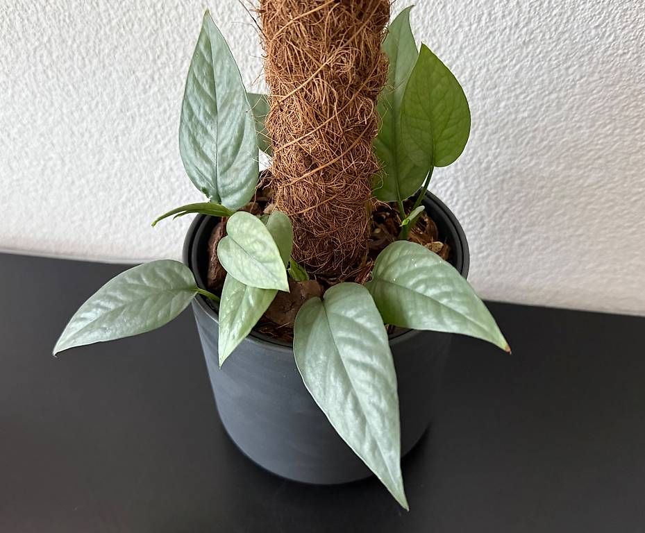 Piante & sementi: Epipremnum Cebu Blue, anthrazit Topf, 80cm – Usato da Aadorf venduto da Arkabraa