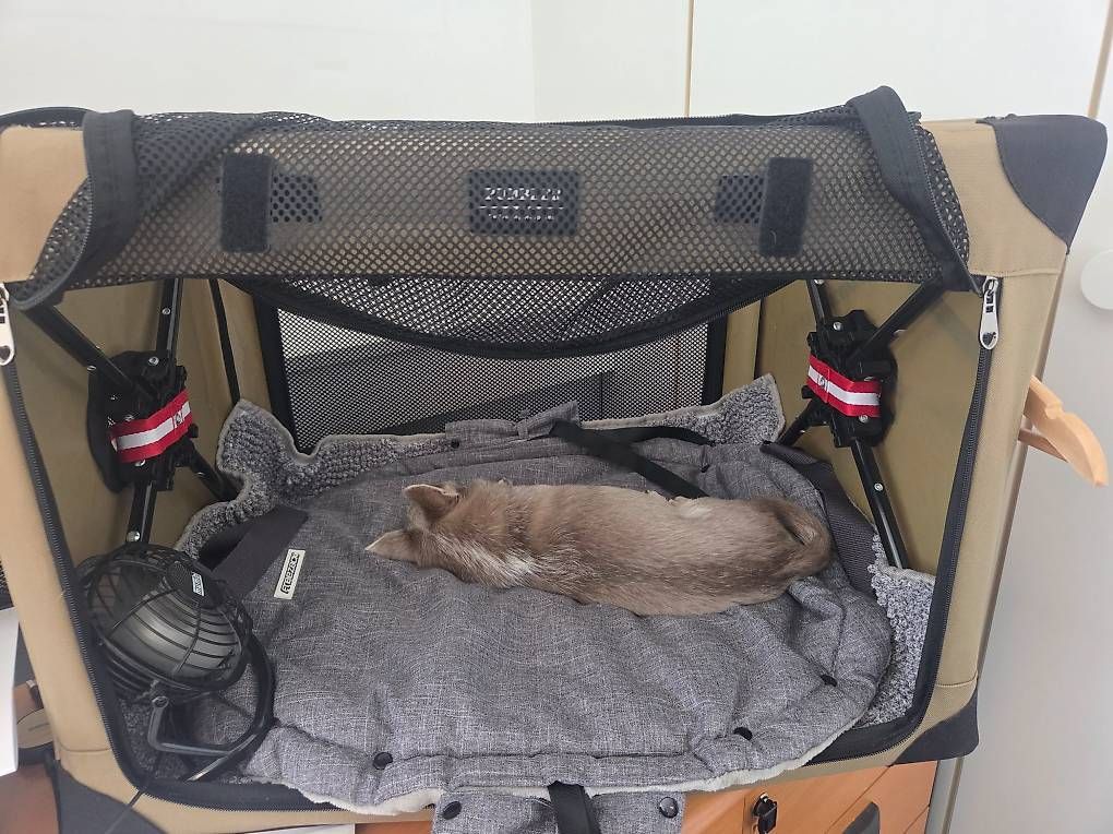 Gabbie, trasporto & Sicurezza: Hundebox faltbar – Usato da Küssnacht am Rigi venduto da Car_lmk6 4