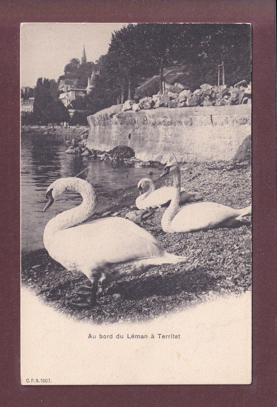 Cartoline postali: TERRITET - Les Cygnes – Usato da Pully venduto da nicecards