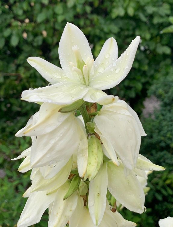 Yucca filamentosa GartenYucca Pflanze winterhart Acheter sur Ricardo