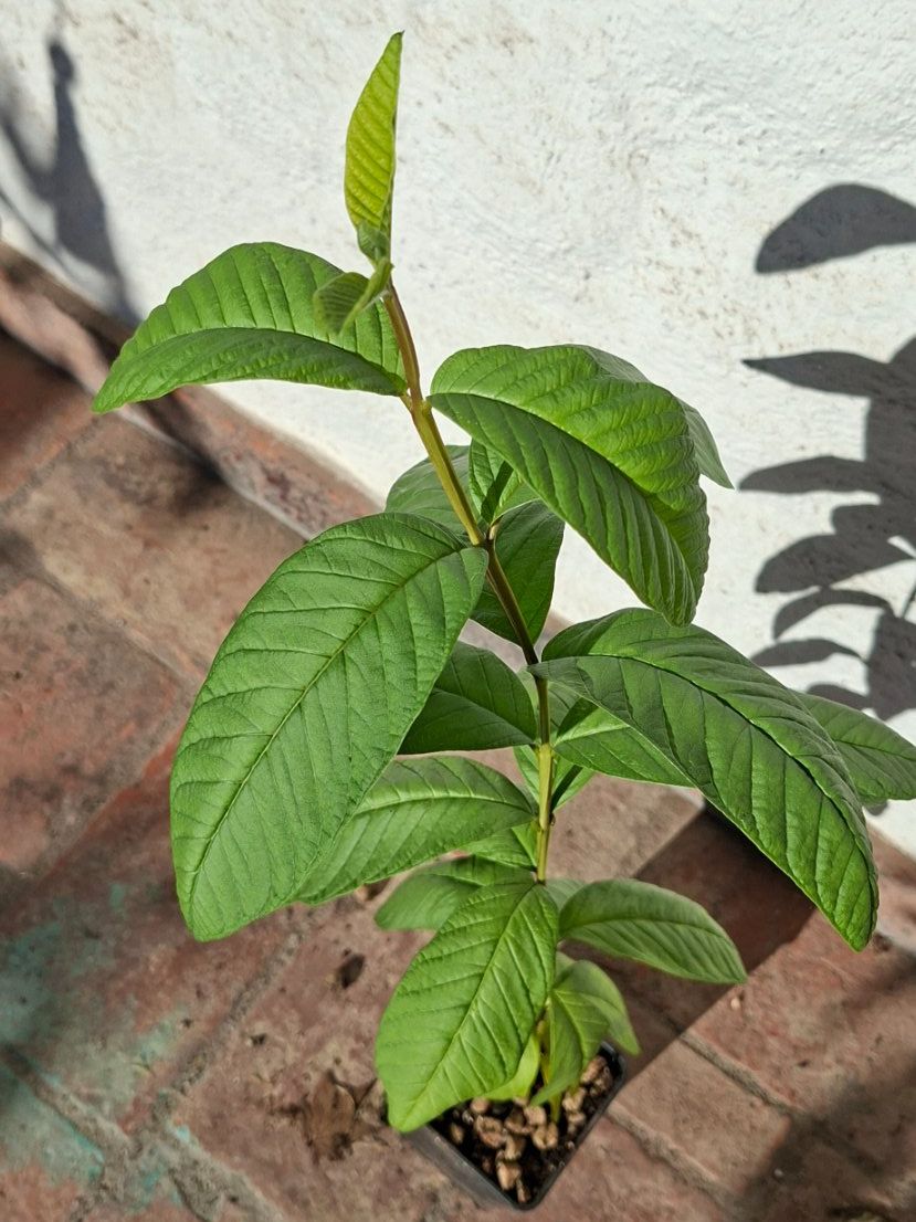 Pflanzen & Samen: Echte Guave (Psidium guajava) II – Gebraucht aus Alikon von Brunzolini