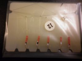 Gambe Amettiera h 12