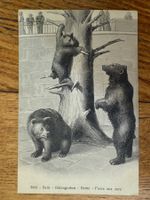 Antike Postkarte, Bärenkarte, Bärengraben, ungelaufen