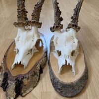 Zwei Rehgeiss-Schädel mit Geweih-Ansatz auf Holz montiert