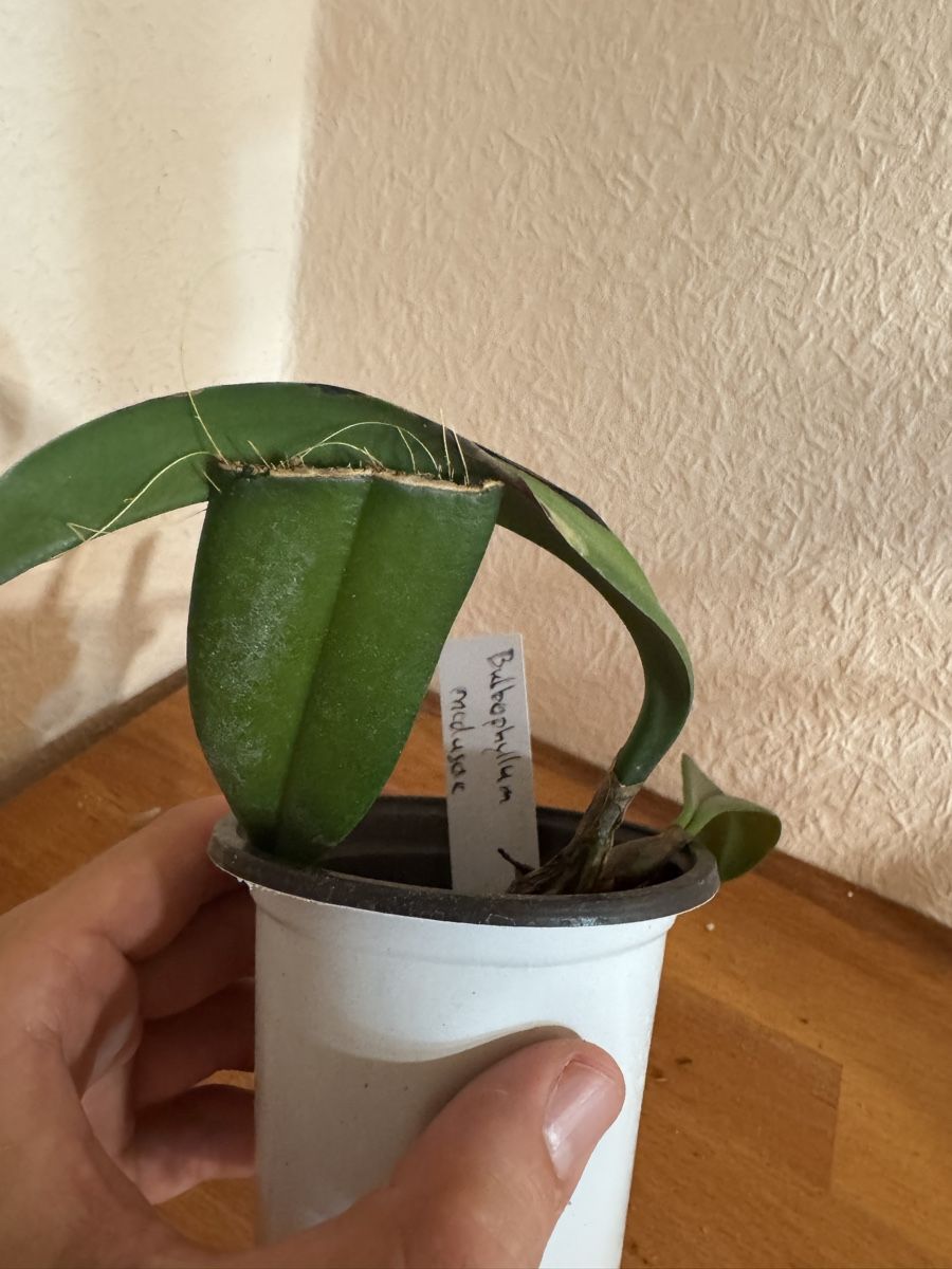 Pflanzen & Samen: Bulbophyllum medusae – Gebraucht aus Männedorf von mrclst 3