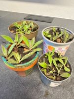 Brutblatt / Kalanchoe – junge Pflanzen