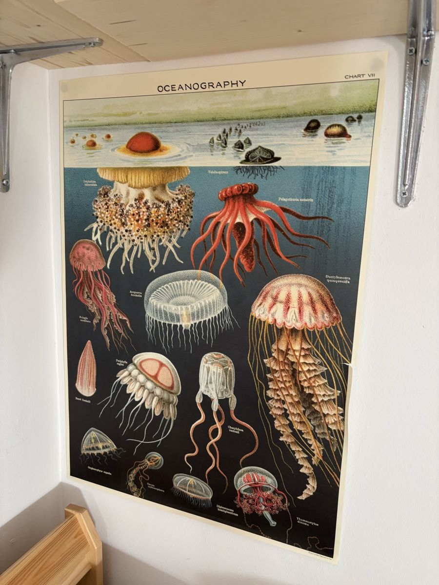 Foto & Immagini: Lehrmittel Oceanography Chart VII Quallen Poster  – Usato da Bern venduto da wisemagpie 4