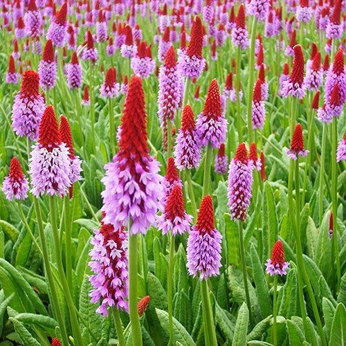 Piante & sementi: Orchideenprimel - Primula vialii - 500 Samen – Nuovo e nell'imballaggio originale da Sumiswald venduto da Cham14558 3