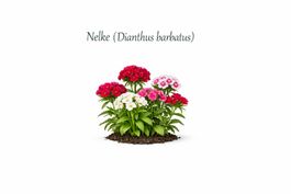 Nelke, Diantus barbatus, Samen