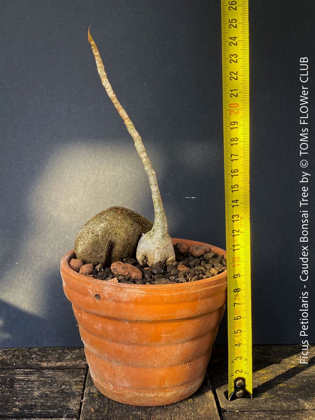 Piante & sementi: Ficus Petiolaris - Steinfeige in der Bonsai Schale – Nuovo e nell'imballaggio originale da Adliswil venduto da asTOMas963 8