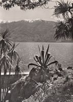 Brissago 1954