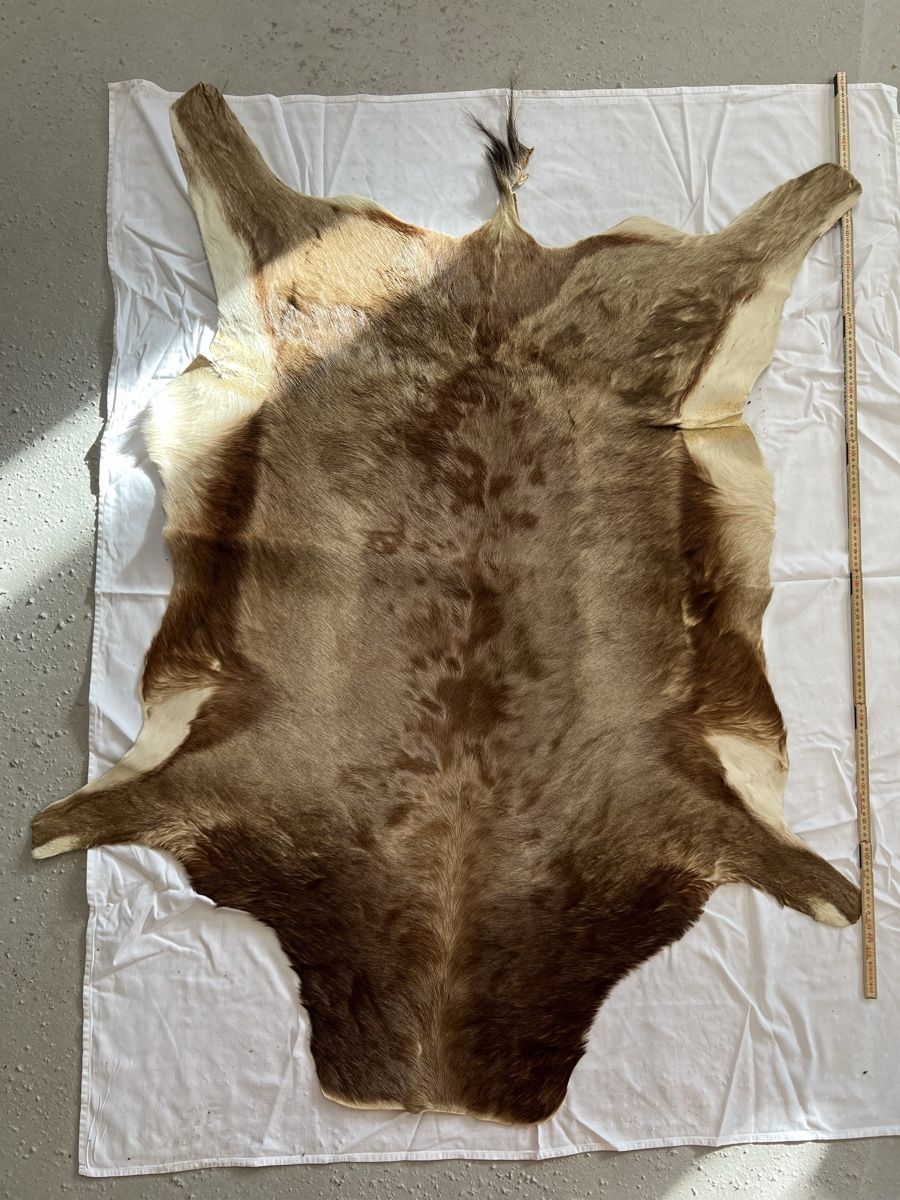 Il mondo degli animali: Afrikanisches Antilopenfell – Usato da Euthal venduto da ruckzuckrohrfrei