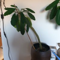 Spuckpalme