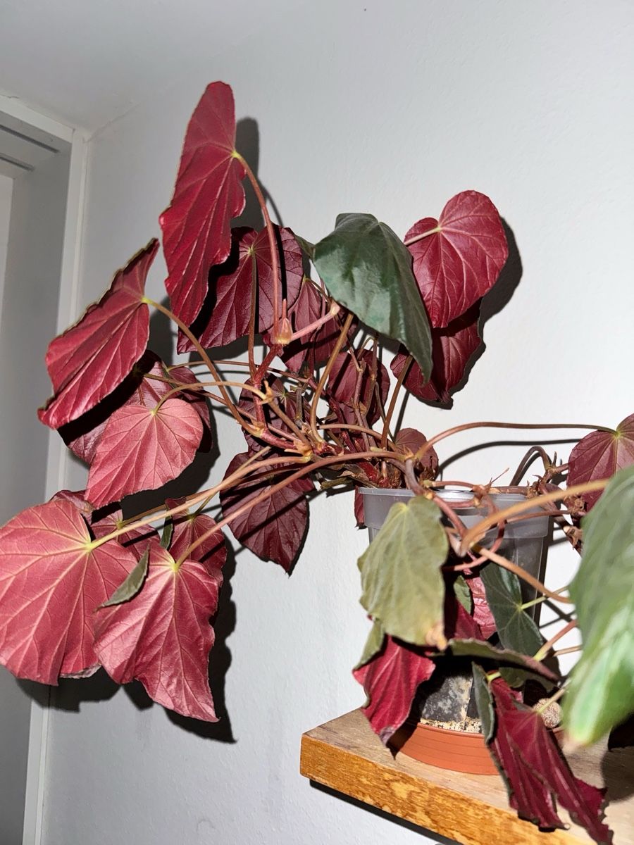 Piante & sementi: Begonia Pavonina – Nuovo (secondo la descrizione) da Bern venduto da Lucas_Ma 1