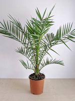 Kanarische Dattelpalme-winterhart, gesund & exotisch