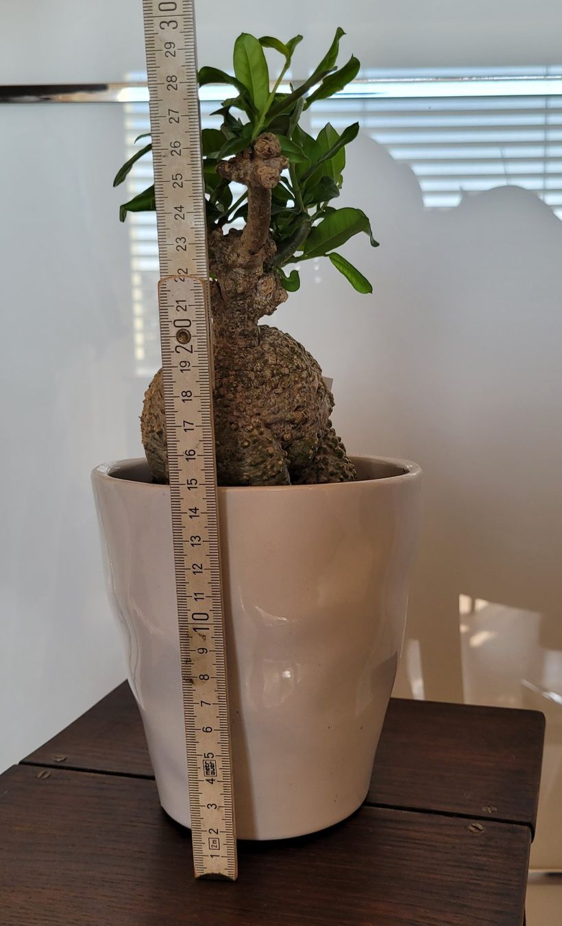 Plantes & graines: Fockea mit Topf – D'occasion à Stüsslingen par pati-king
