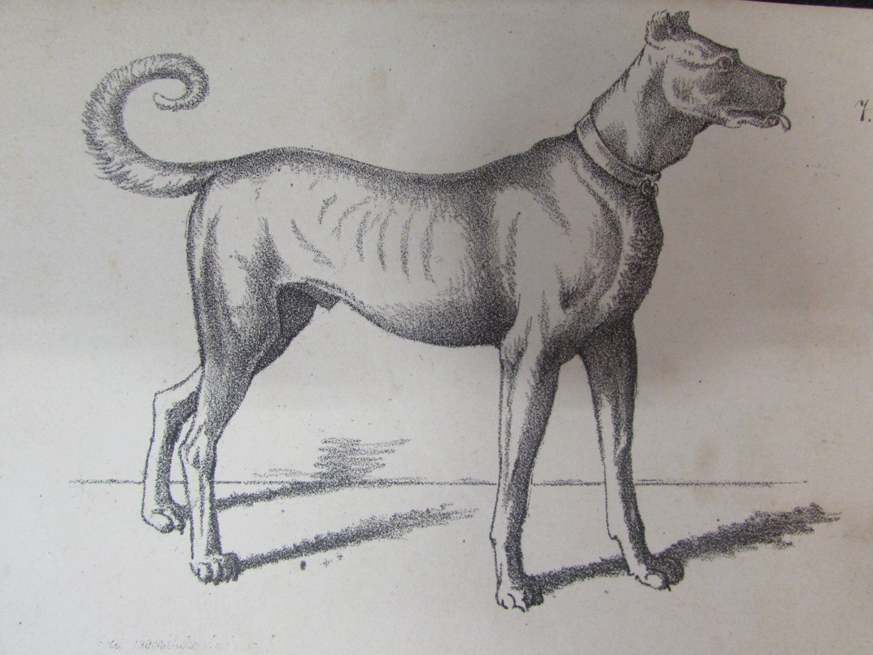Stiche: 3 antike Hunde, 19.Jh. – Gebraucht aus Walchwil von Shells1