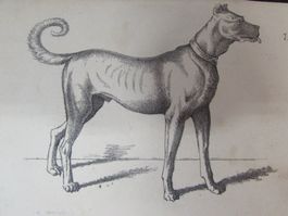 3 antike Hunde, 19.Jh.