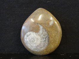 Versteinerter Fisch Fossil GONIATIT MAROKKO