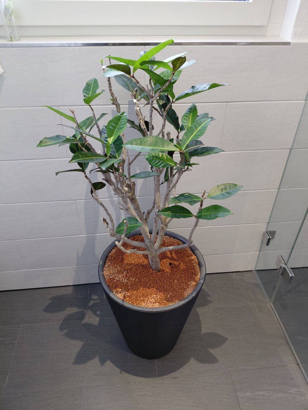 Piante & sementi: Tropische Codiaeum Croton Pflanze – Usato da Binningen venduto da eli_rcf2 4