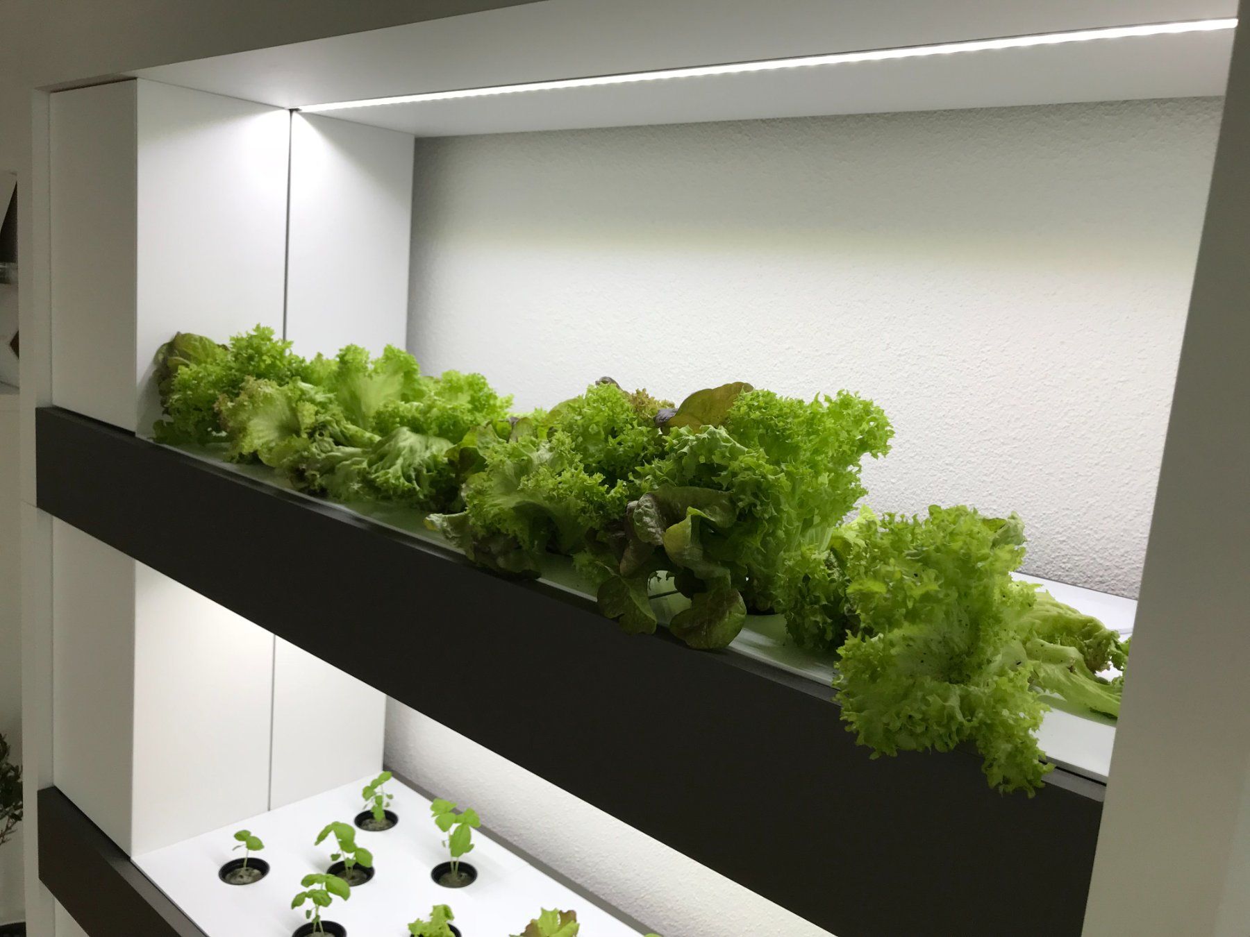 Altro: Hydroponik - Smart Indoor Farming System – Usato da Merenschwand venduto da palyaa 2