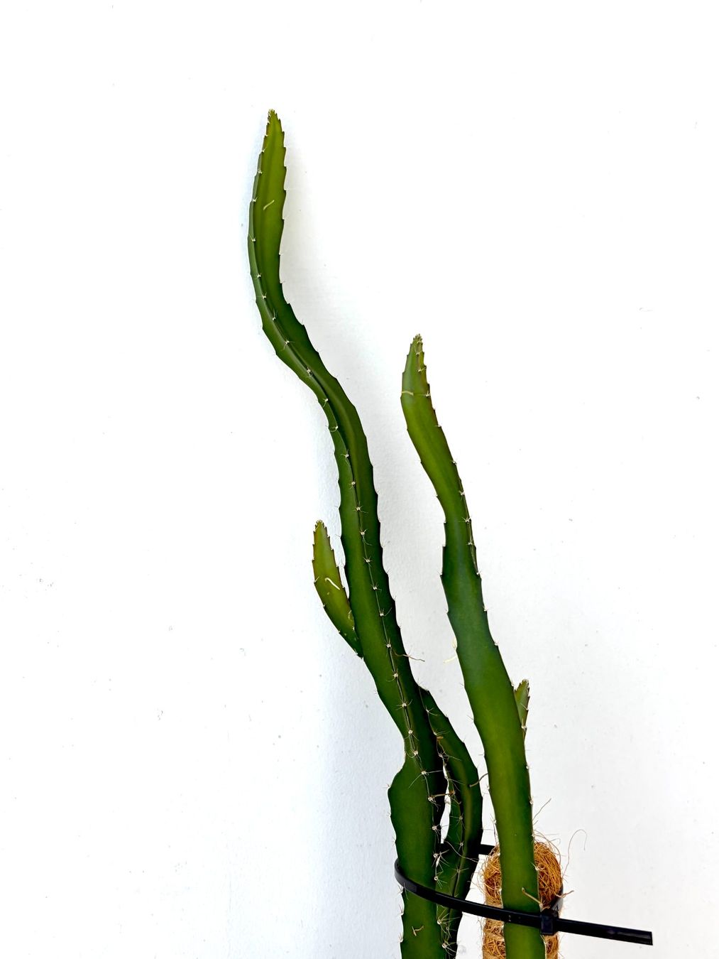 Piante & sementi: Drachenfrucht-Pflanzen, (rotfleischige Drachenfrucht) – Usato da Boll venduto da NRie 3