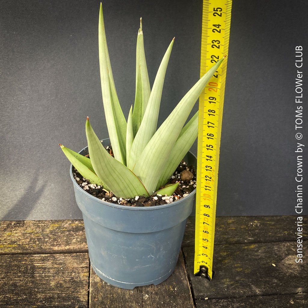 Piante & sementi: SANSEVIERIA CHANIN CROWN - mit wunderschönen Silber-Blättern – Nuovo e nell'imballaggio originale da Adliswil venduto da MarkyForest 6