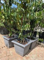 Jasmin Kletterbaum Pflanzen Blumen Planzentopf Blumentopf