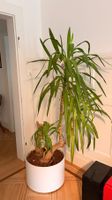 Yucca Palme mit weissem Topf