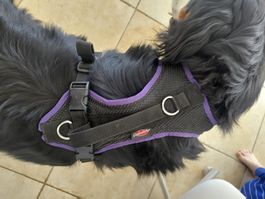 Harnais Chien XL