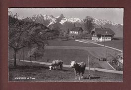 SCHWENDI ob Thun - Kühe - 1960