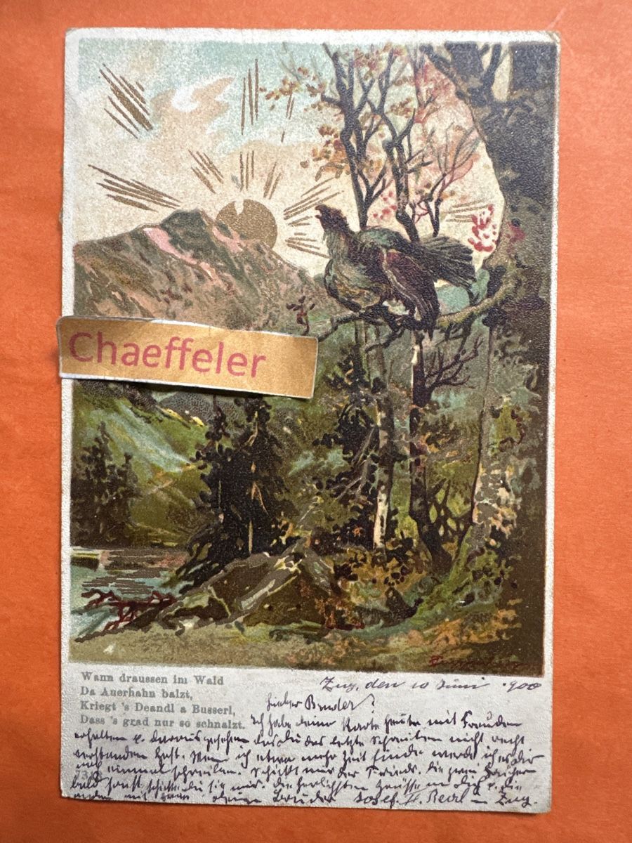 Cartoline postali: 1900 antike Postkarte mit Auerhahn. – Usato da Zürich venduto da Chaeffeler