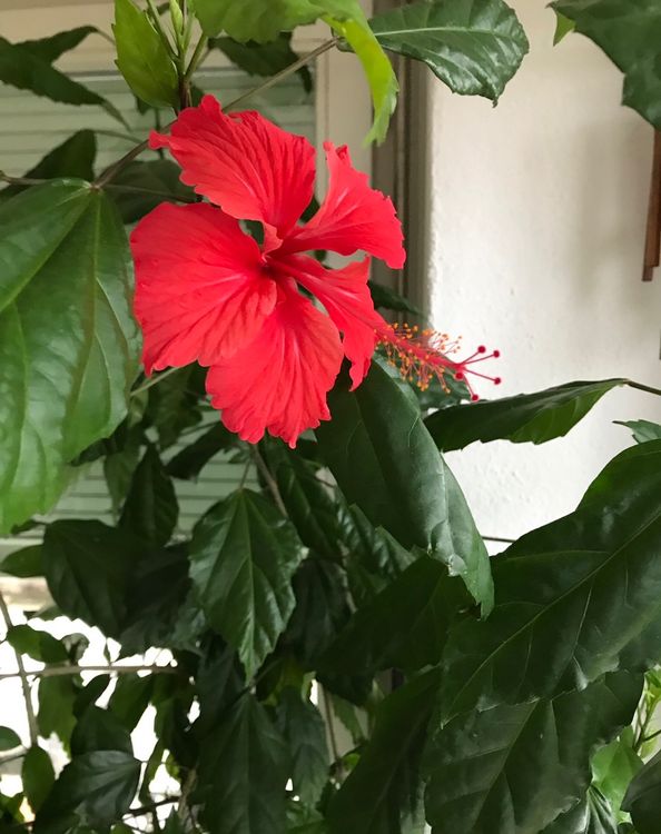33+ Hibiskus Blume Kaufen, Dauertiefpreise große auswahl 30 tage