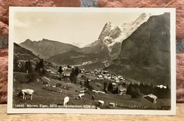 MÜRREN Eiger & Wetterhorn & Kühen - Berner Oberland - Tiere