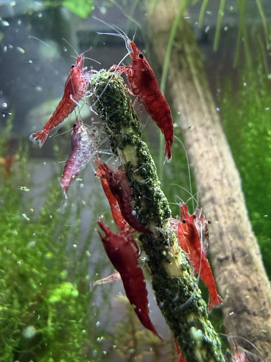Mangimi: Garnelen Futter, Aquarium, Lollis – Nuovo e nell'imballaggio originale da Dulliken venduto da miggu40 3