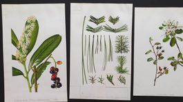 Originalzeichnungen für botanische Illustration.