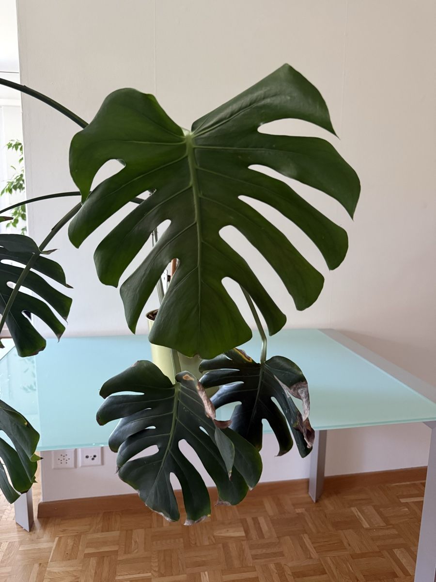 Piante & sementi: Monstera Pflanze – Usato da Zollikerberg venduto da n737_P5 1