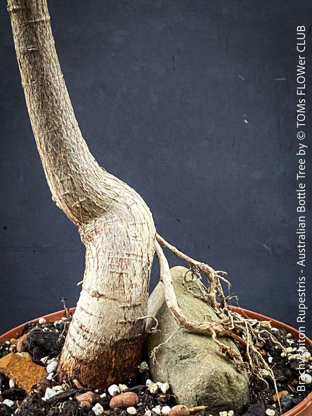 Piante & sementi: Brachychiton Rupestris - australischer Flaschenbaum – Nuovo e nell'imballaggio originale da Adliswil venduto da MarkyForest 4