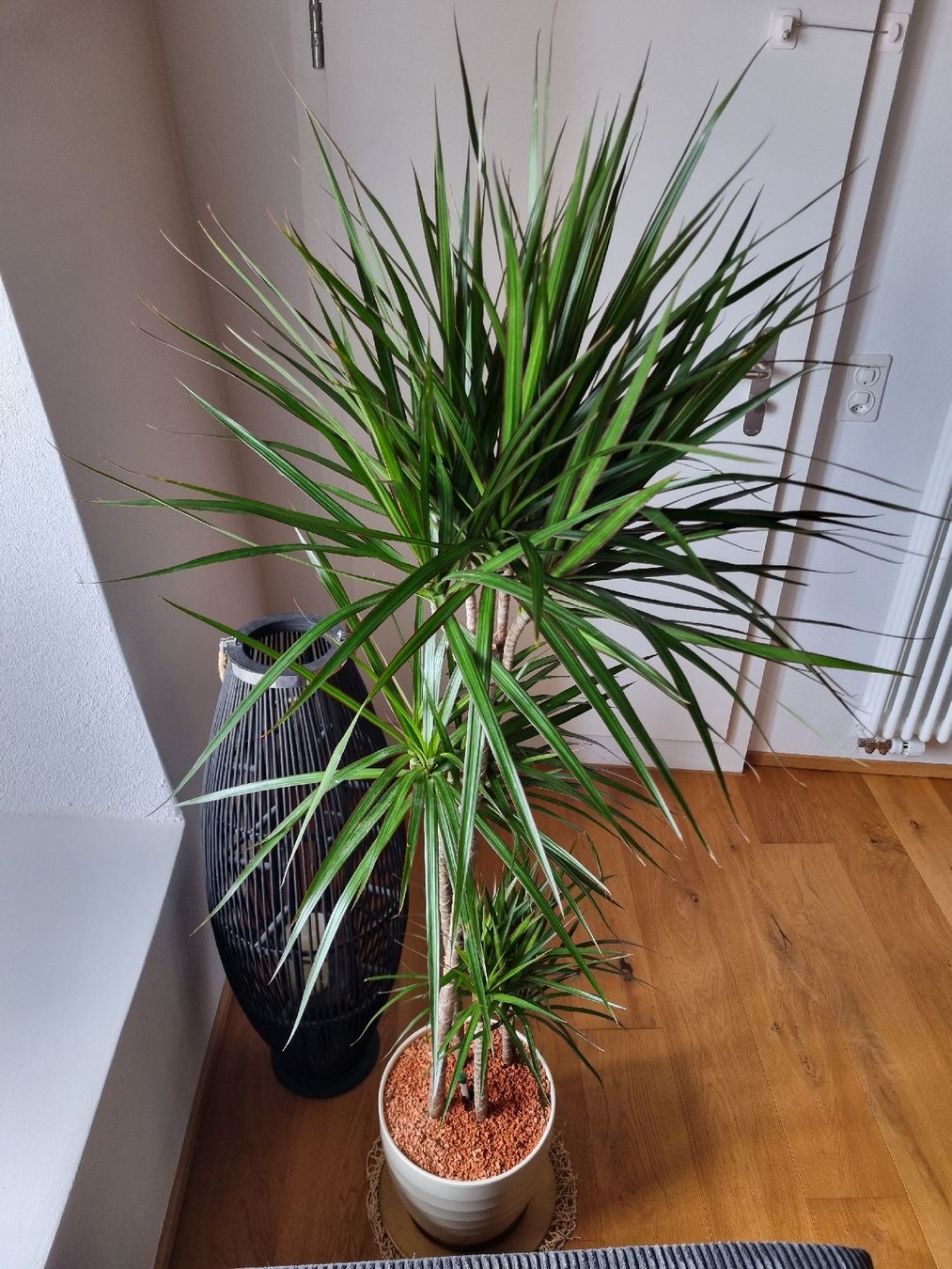 Pflanzen & Samen: Schöner grosser Drachenbaum – Neu (gemäss Beschreibung) aus Wiedlisbach von anbo47 3