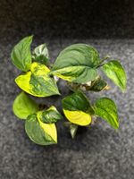 Scindapsus Pictus Jade Satin Variegated