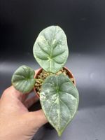 Alocasia Silver Dragon Variegata (1-1)